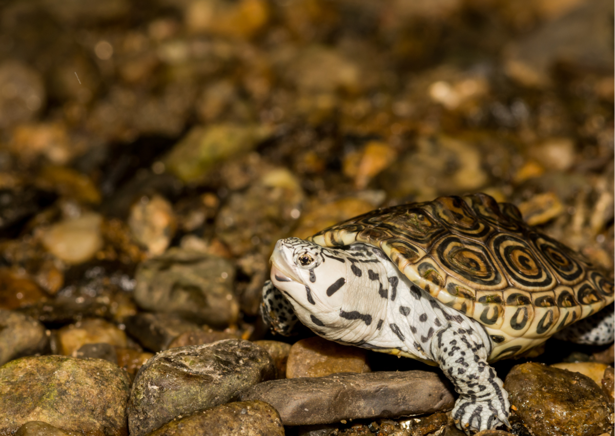 Beyond the Big 5 on safari: Exploring Lesser-Known Wildlife - Ameliya ...