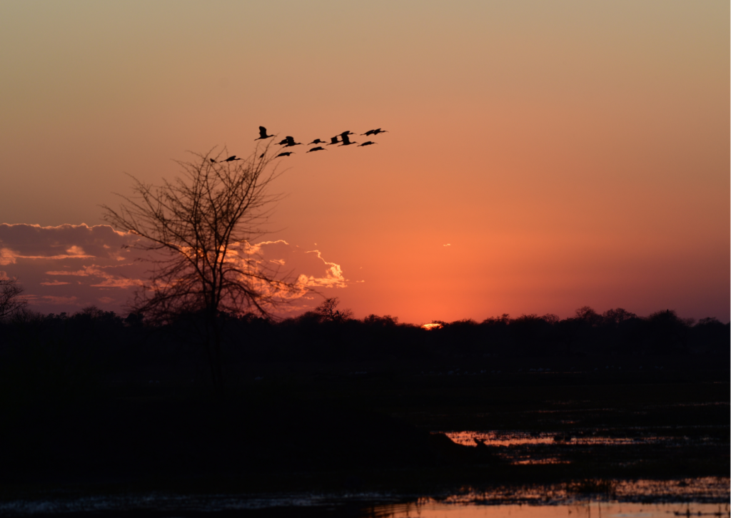 Birding tour | Bharatpur Bird Sanctuary | 