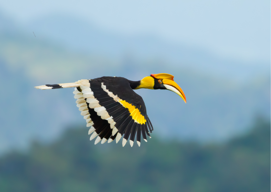 Great Hornbill | Kaziranga | Ameliya Safaris | Birding Tour