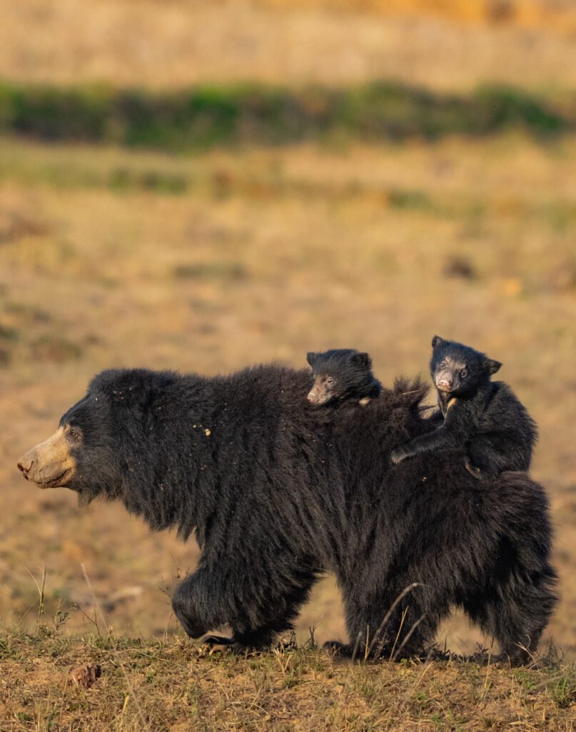 Sloth bear | ameliya safaris