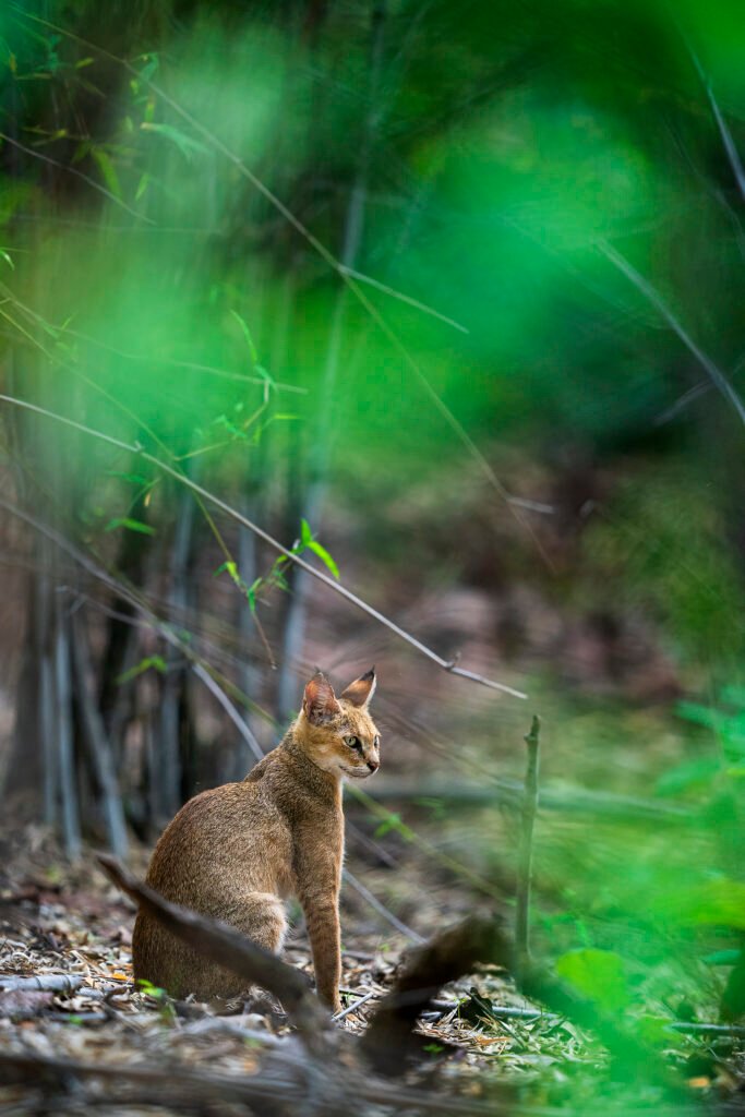 Jungle Cat | Ameliya Safaris