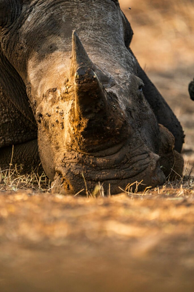 The Poached Rhino pair of Schotia | Ameliya Safaris