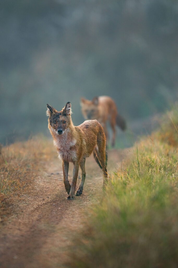 Indian Wild dogs | Dholes | Ameliya Safaris