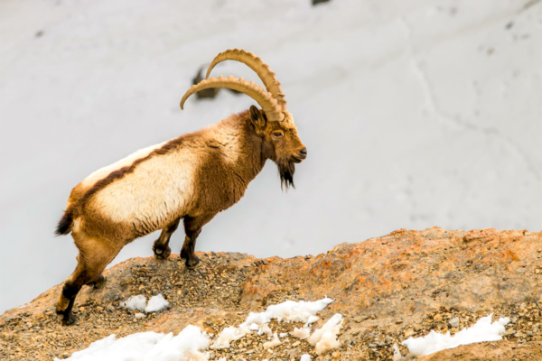 wildlife spotting with snow leopard tour packages