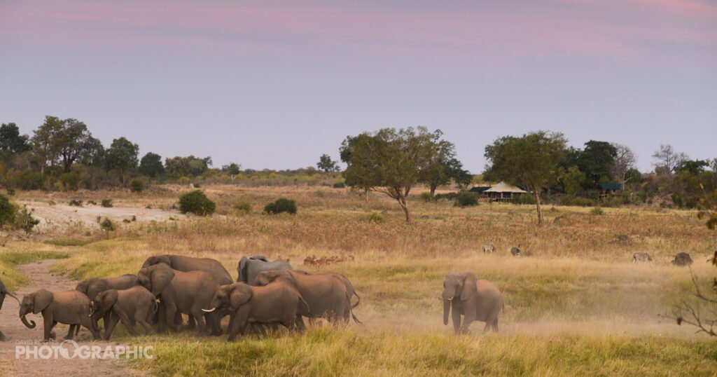 Hwange National Park - Wildlife