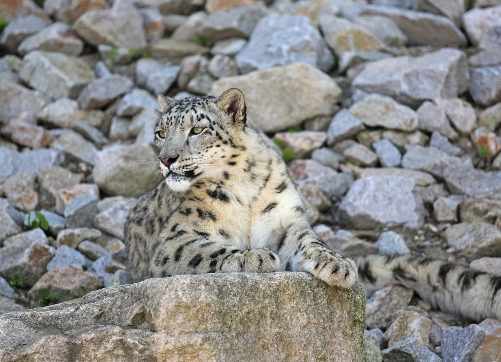 Snow Leopard