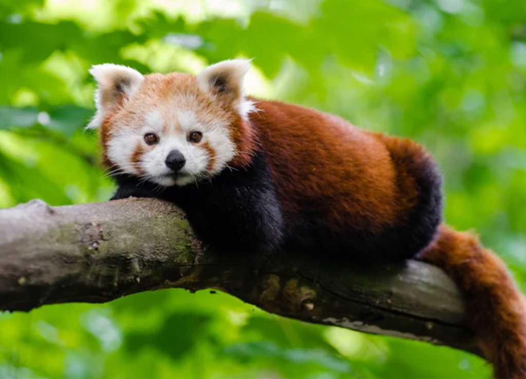 red panda