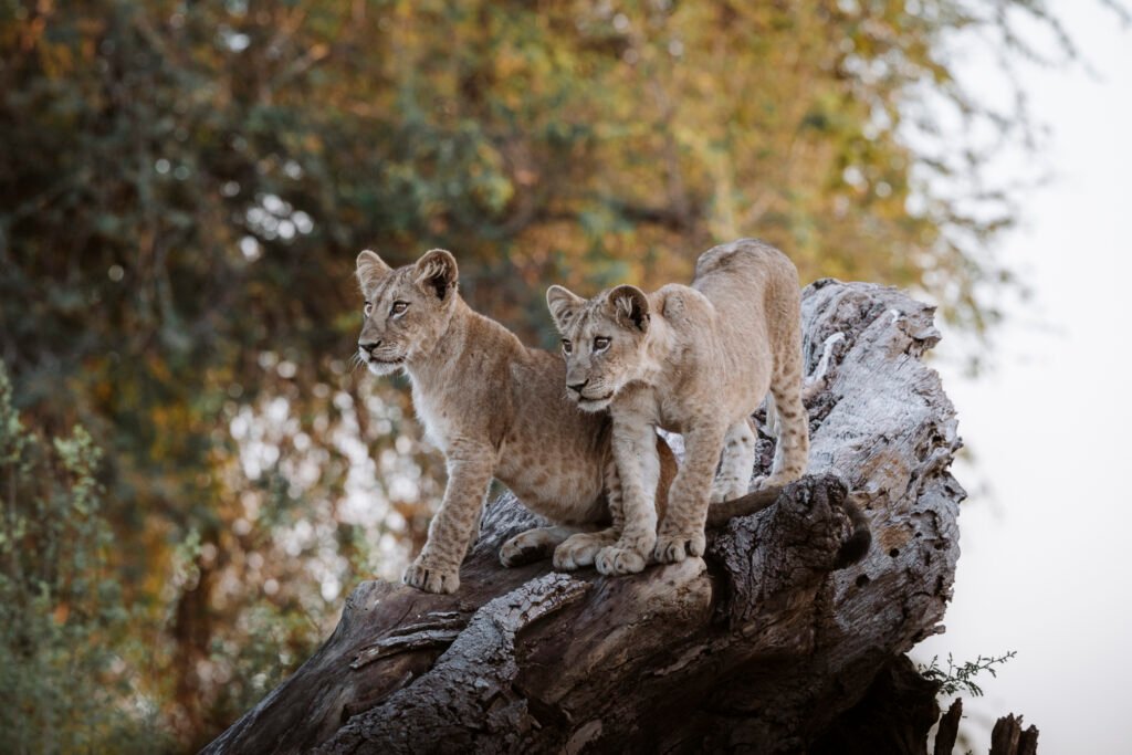 Lolebezi Zambia - Lion