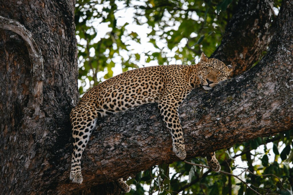 Lolebezi Zambia - Leopard