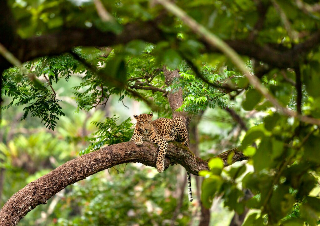 Kabini Leopard