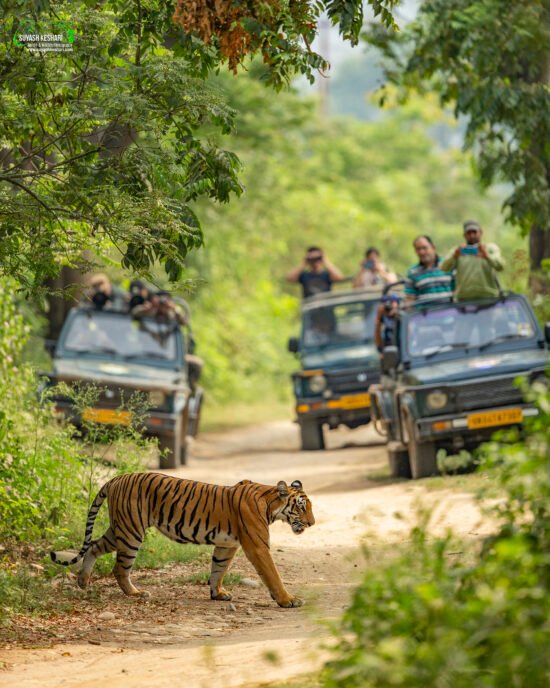 Jim corbett tiger andpeople captured by Suyash