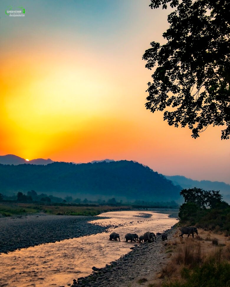 Elephants in jim corbett captured by Suyash Keshari