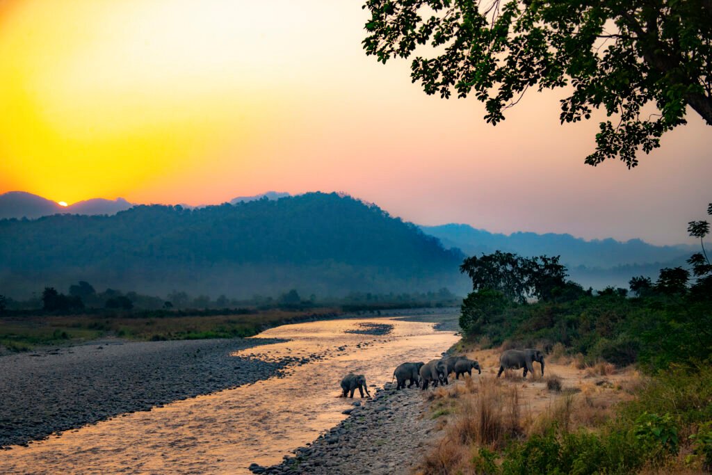 landscape elephnts corbett by Suyash