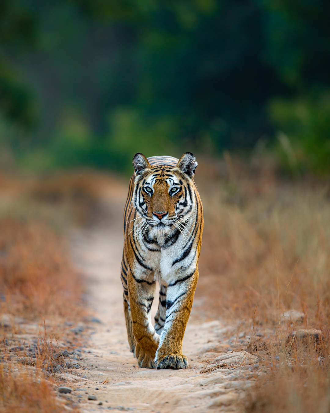 tiger destination bandhavgarh