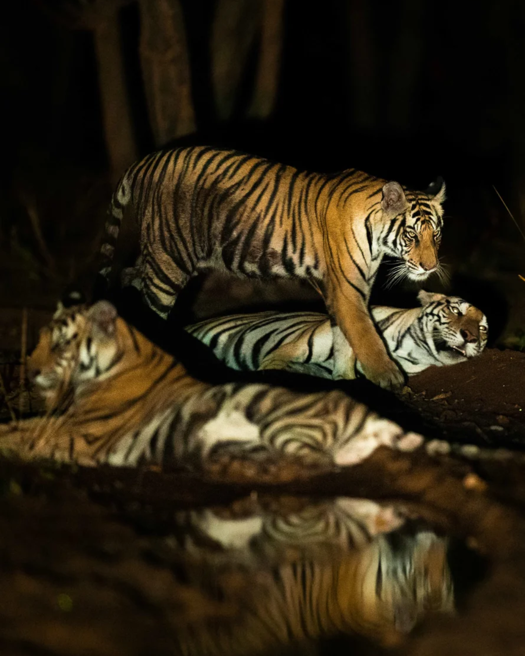 Tiger family in bandhavgarh