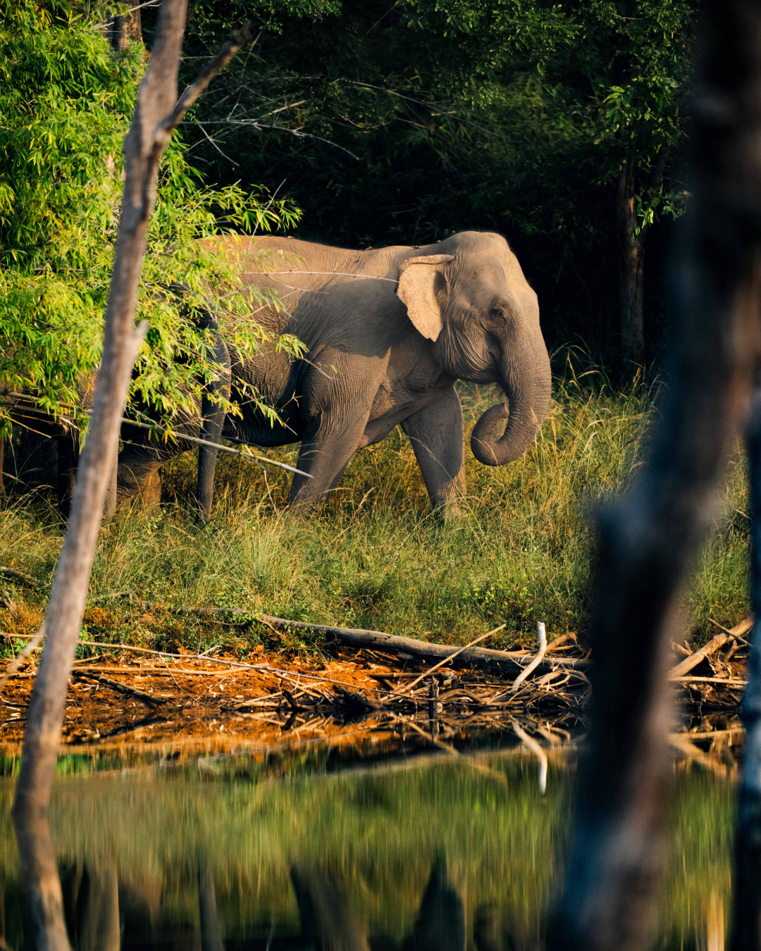 Elephant in bandhavgarh