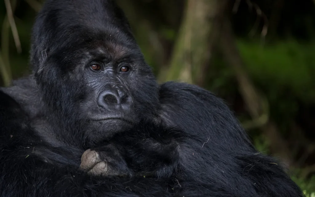gorilla photo safari in africa