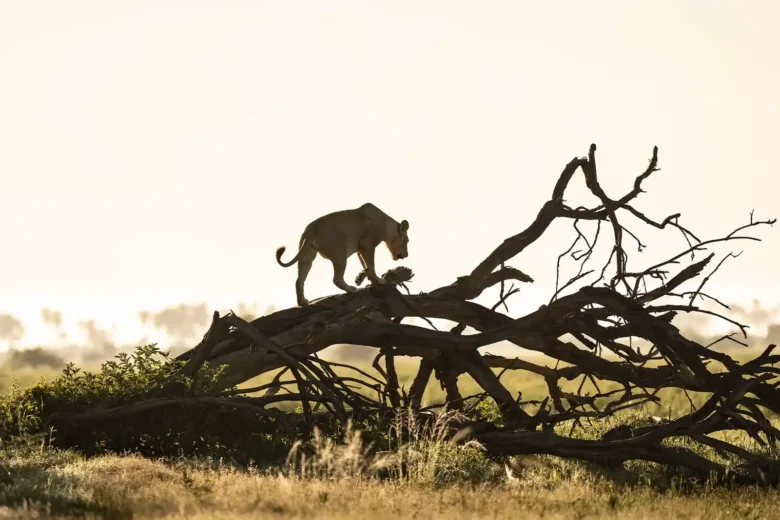 African luxury safari