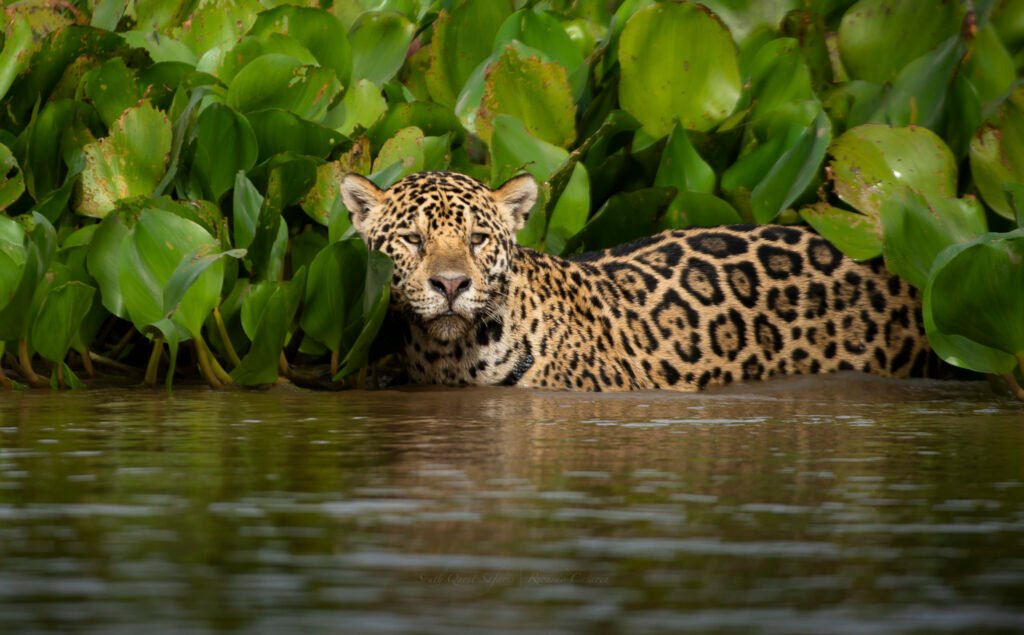jaguars in the water_