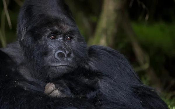 photo safari tours in africa