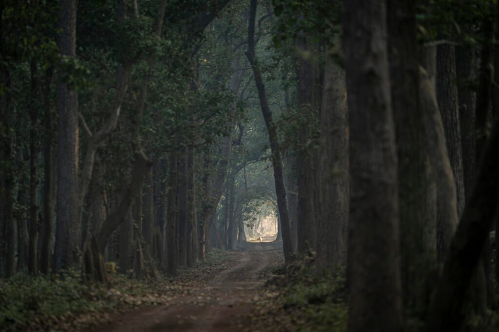 Dudhwa National Park