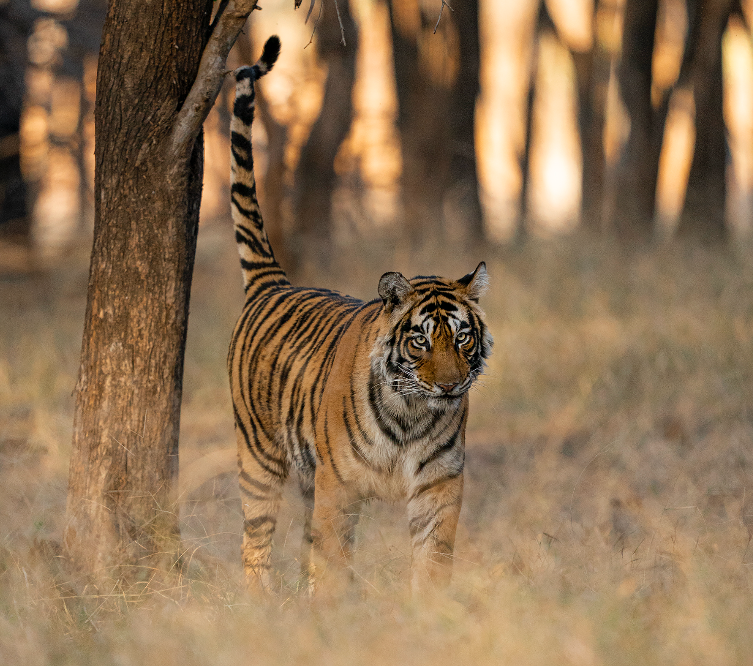 Tiger Ranthambore Classic Safaris