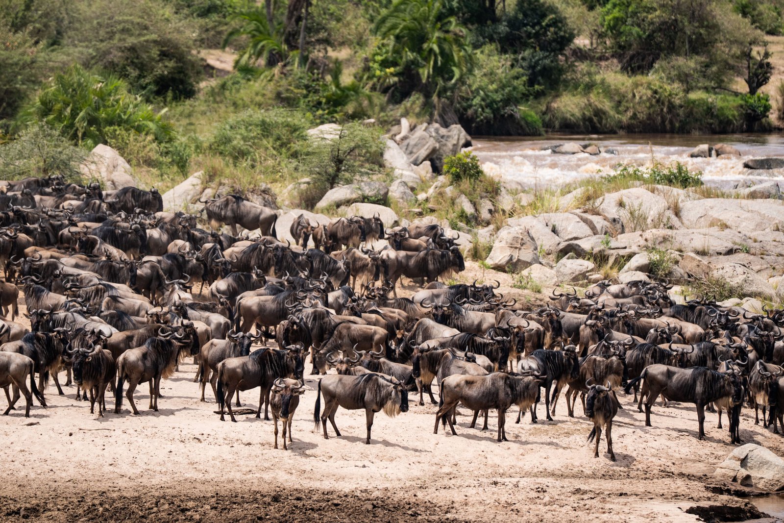 A Day On Safari In Tanzania - Full Summary - Ameliya Safaris