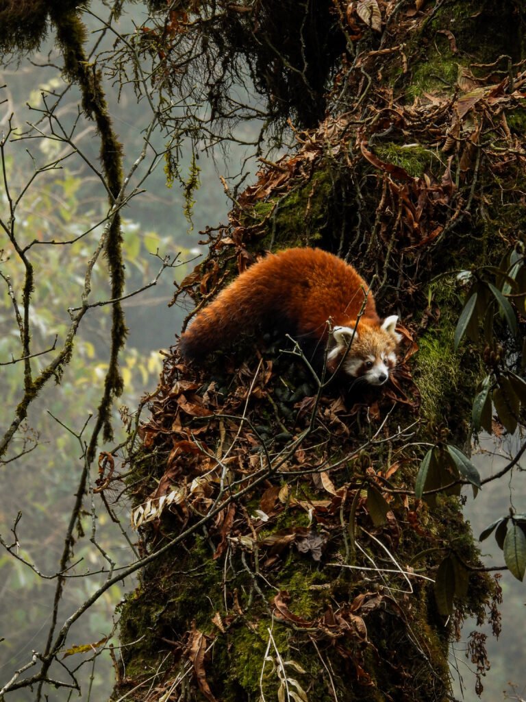 Red Panda2