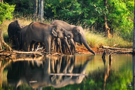 Indian Elephant tour holiday packages | Ameliya Safaris | To Corbett National Park