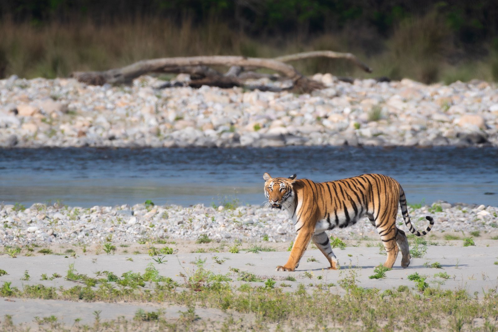 Jim Corbett Core Zone Safari
