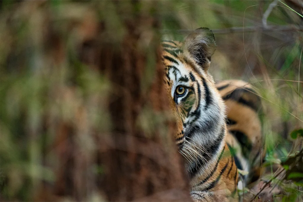 Bengal tiger in Panna National Park, India