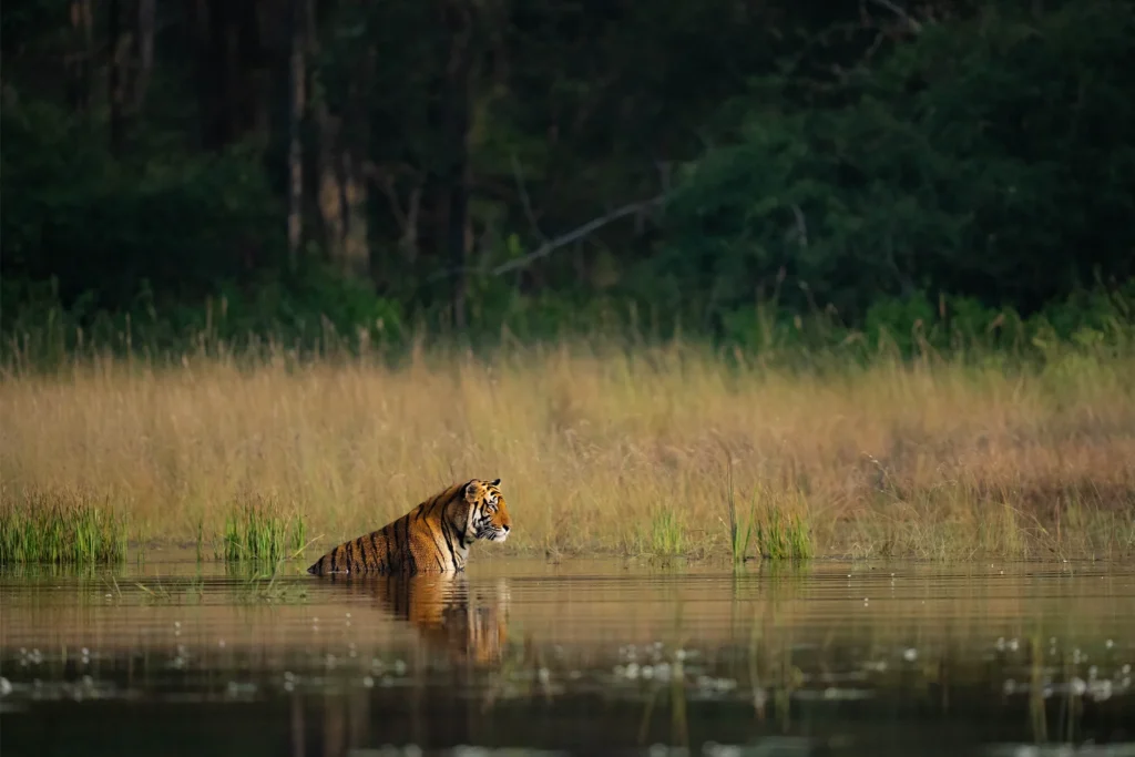 Satpura luxury safari