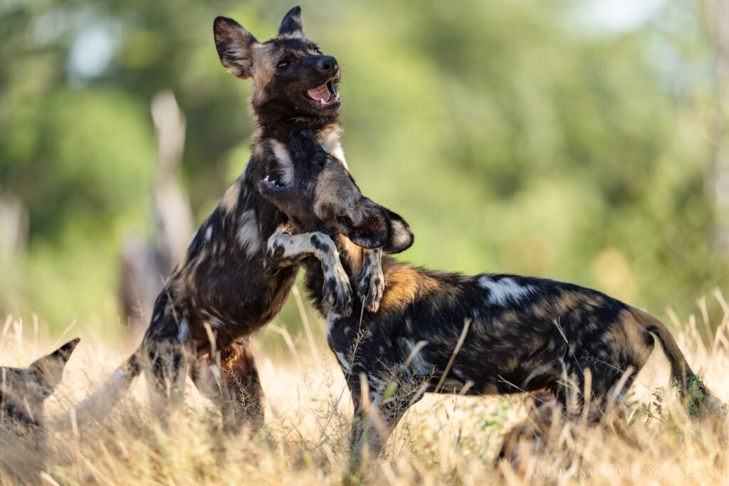 African wild dogs in Lower Zambezi National Park, Zambia
