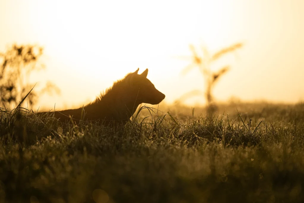 African safari tours | Hyenas watching