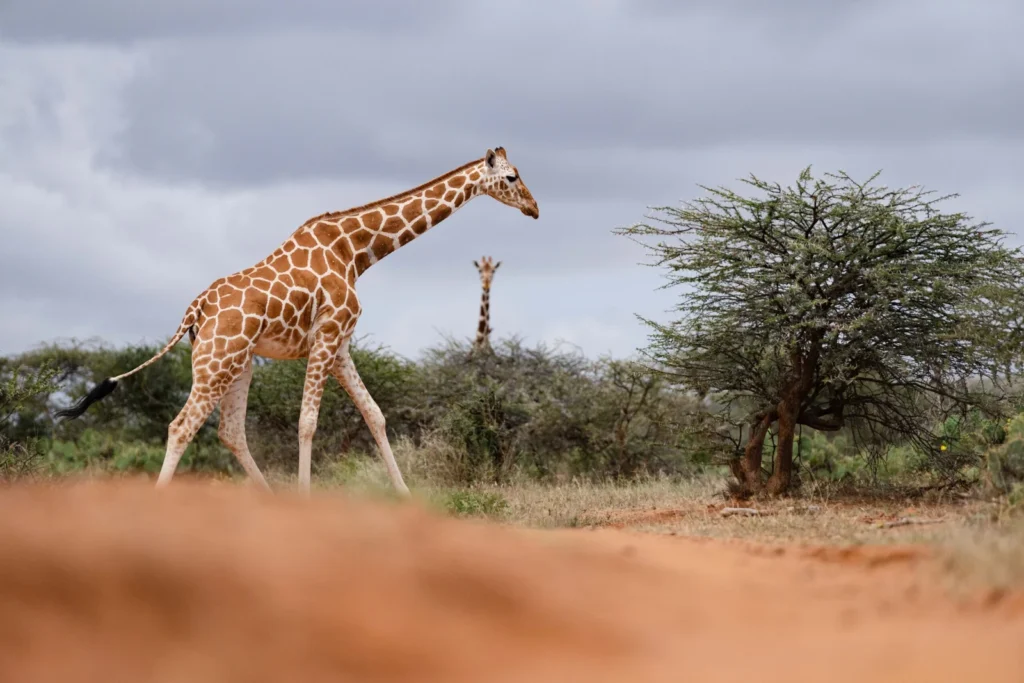 kenya safari packages from europe