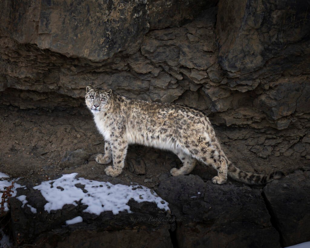 Spiti Snow Leopard - 1