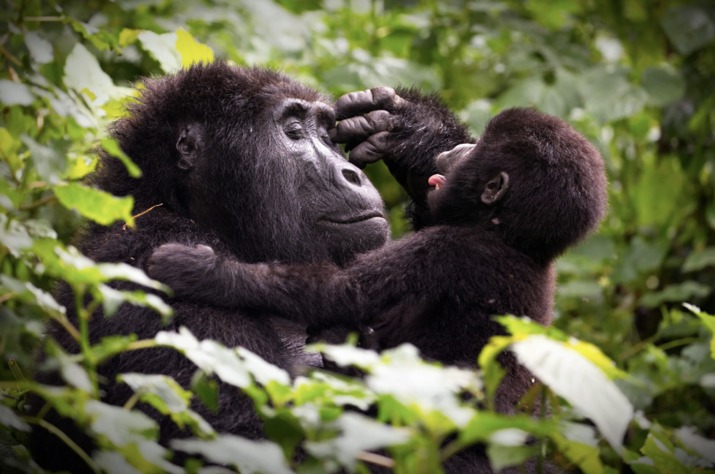 Gorilla