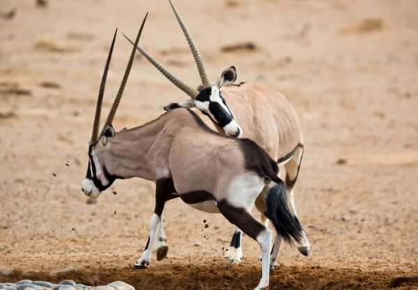 Oryx in Sossusvlei, Namibia