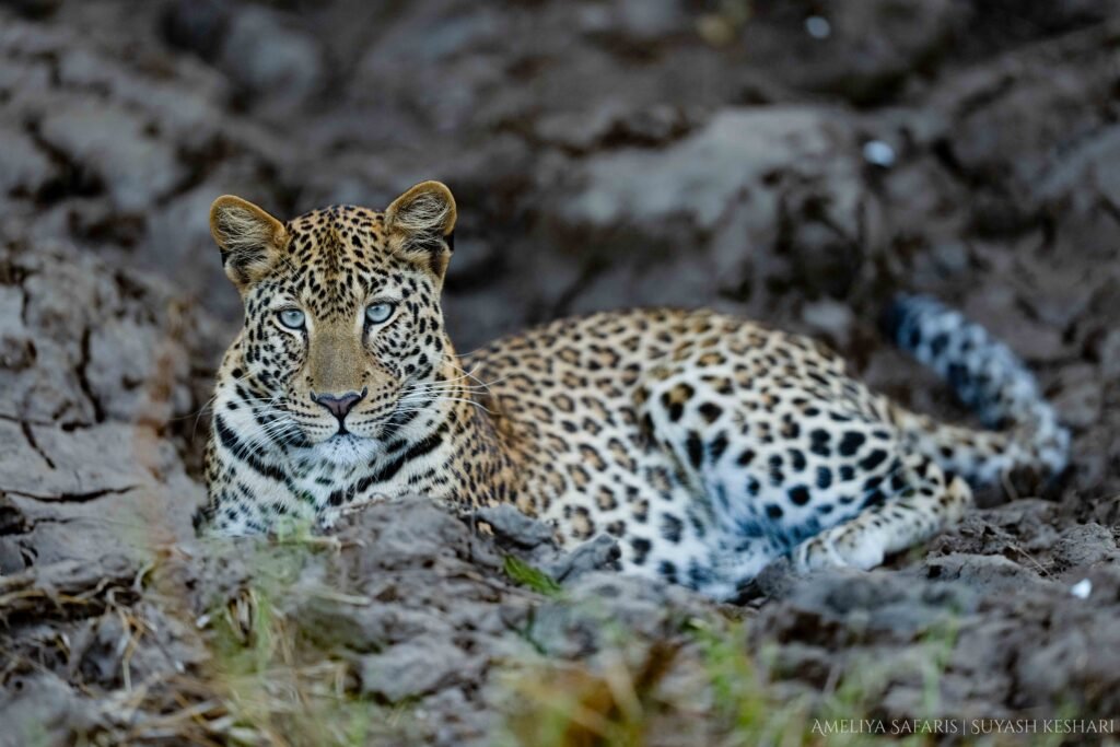 African leopard in Lower Zambezi National Park, Zambia