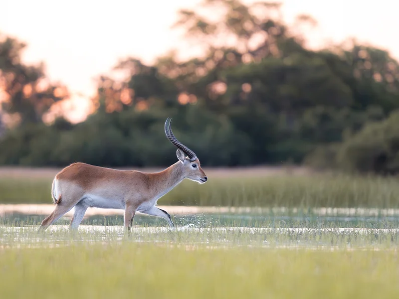 botswana luxury safari from europe