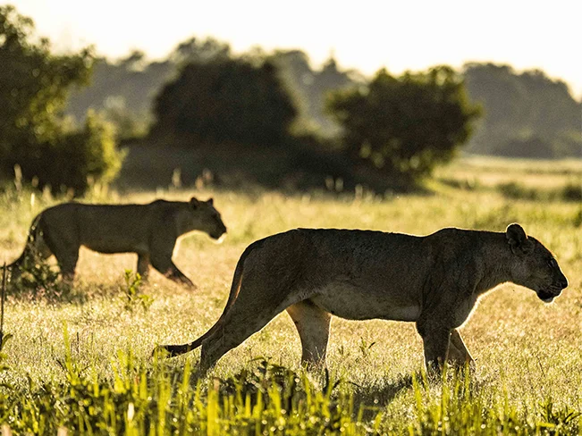 botswana safari from usa