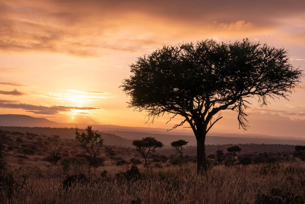 luxury safari in africa from usa