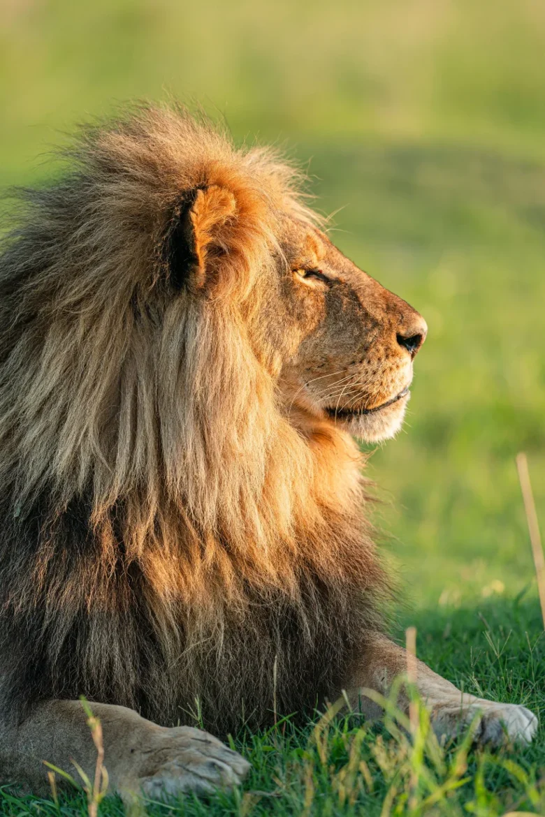 Lion resting during a wildlife safari in Africa