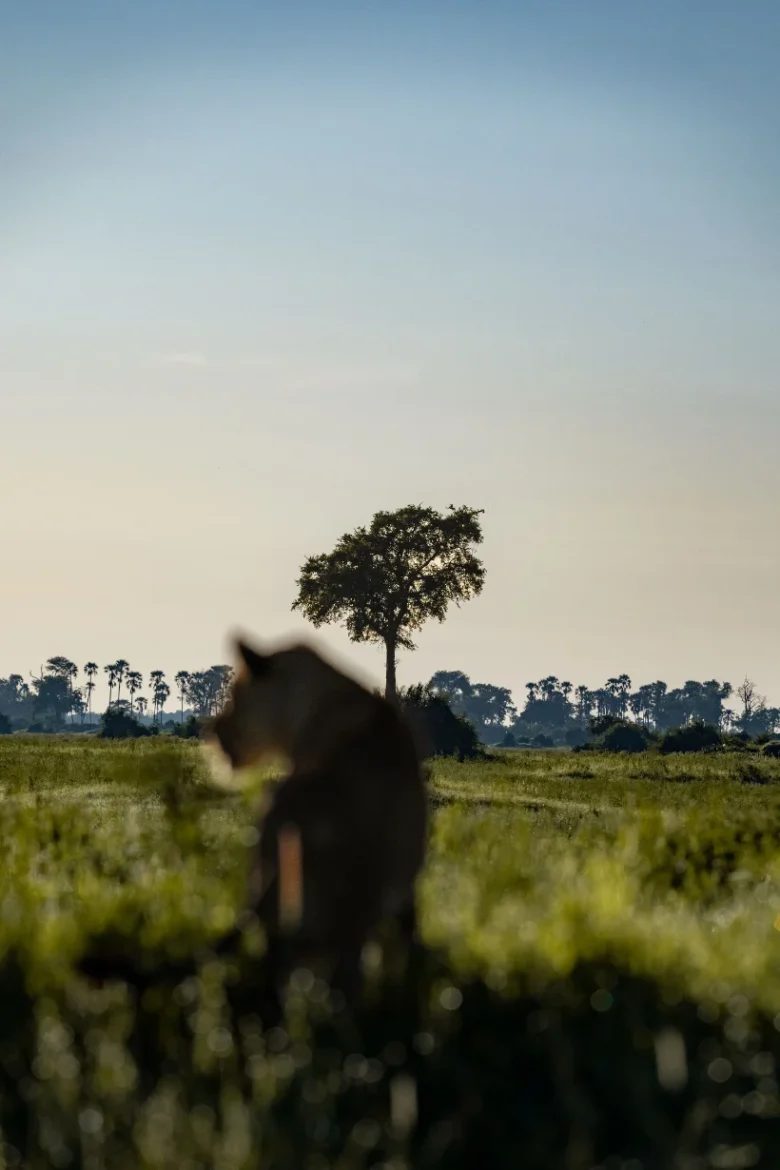 Lioness In Grassland during a wildlife safari experience