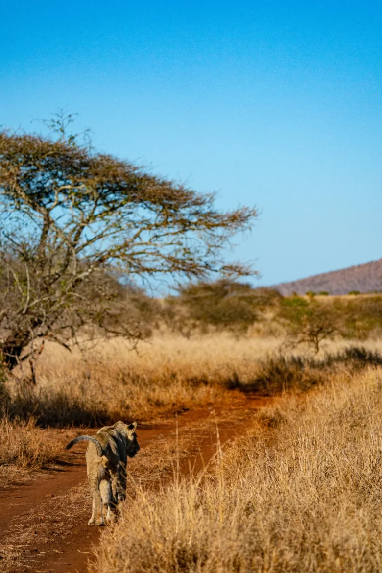African Lioness- South africa habitat block