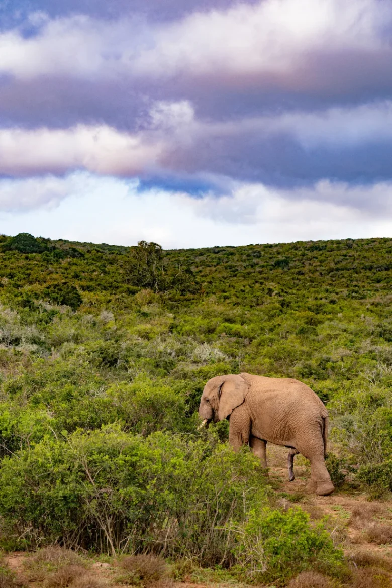 African Elephant during a luxury safari experience in Africa