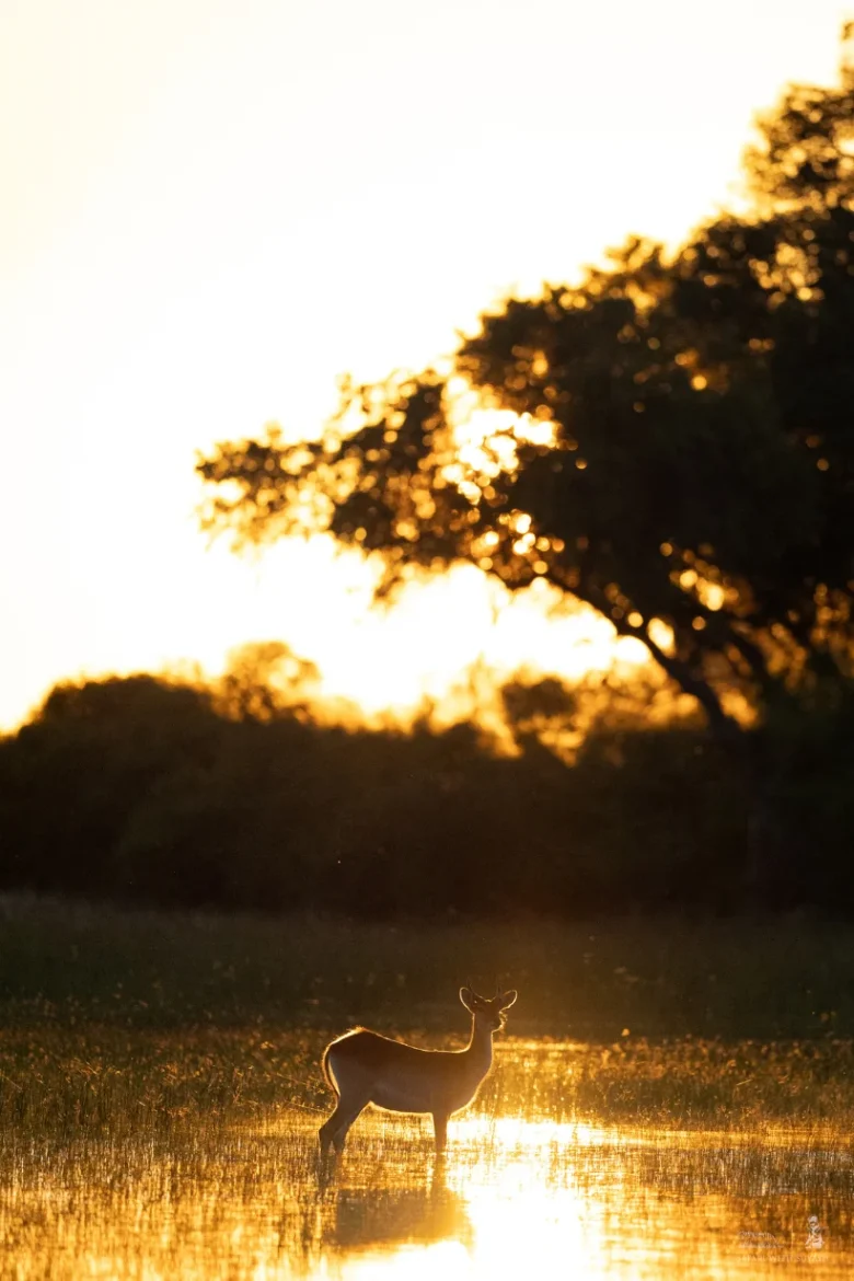 Wildlife during a safari experience