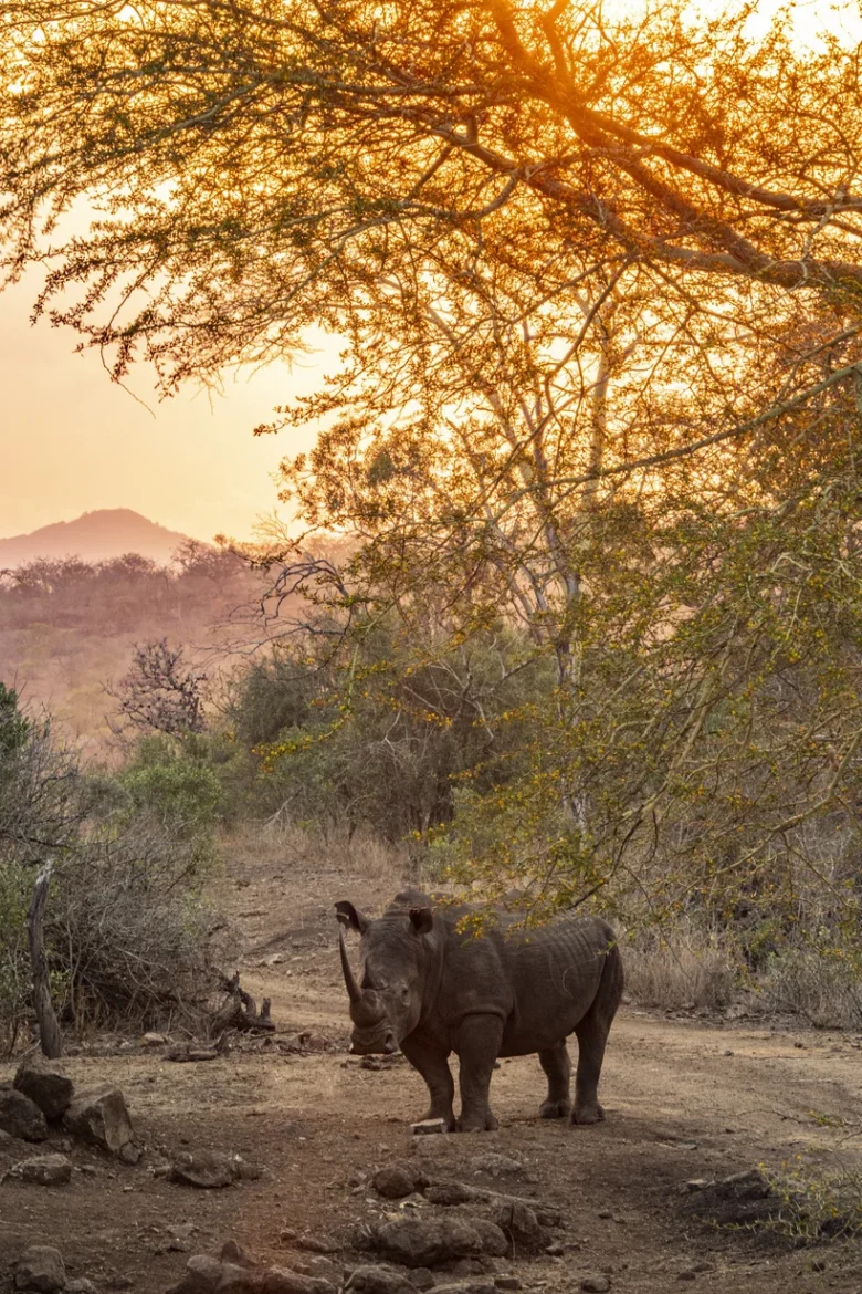 Rhino Zambia- Wildlife block