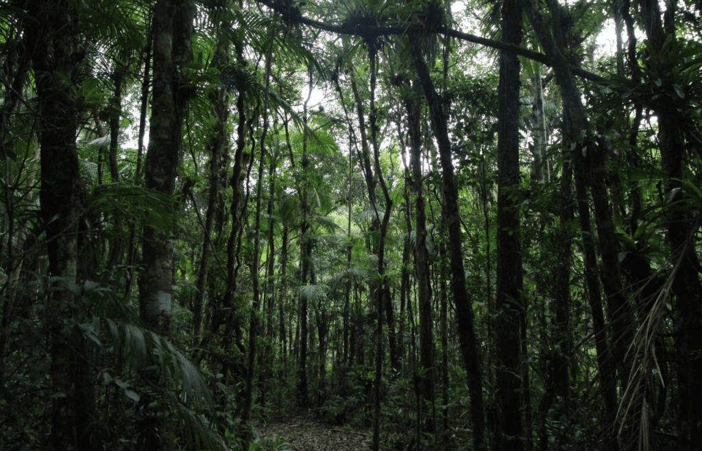 Atlantic rainforest