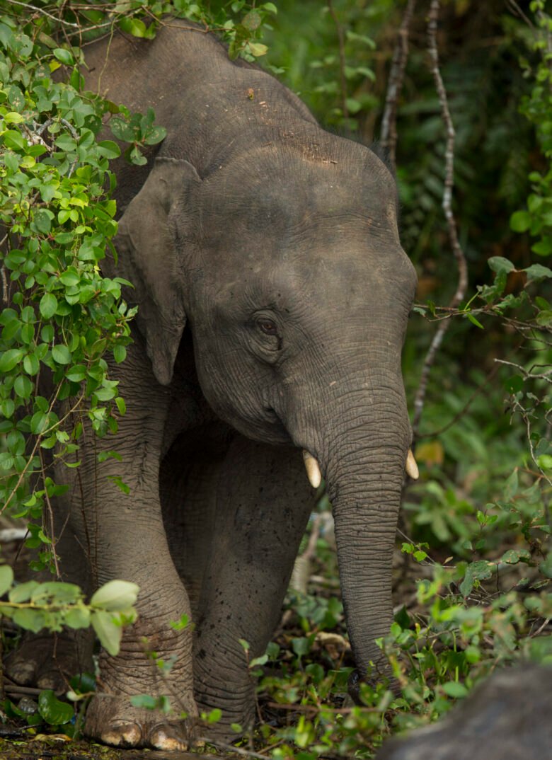 Borneo Wildlife_Animal_Elephant 1